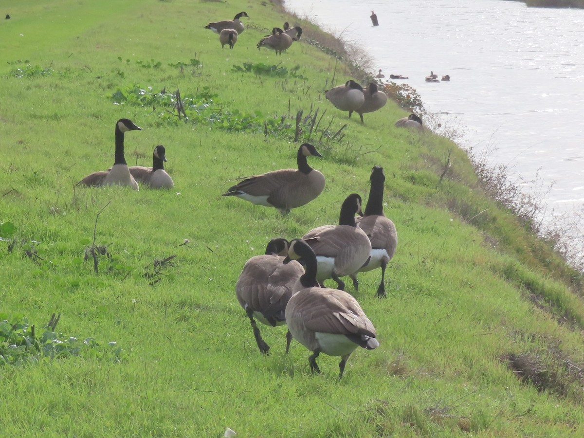 Canada Goose - ML646765154