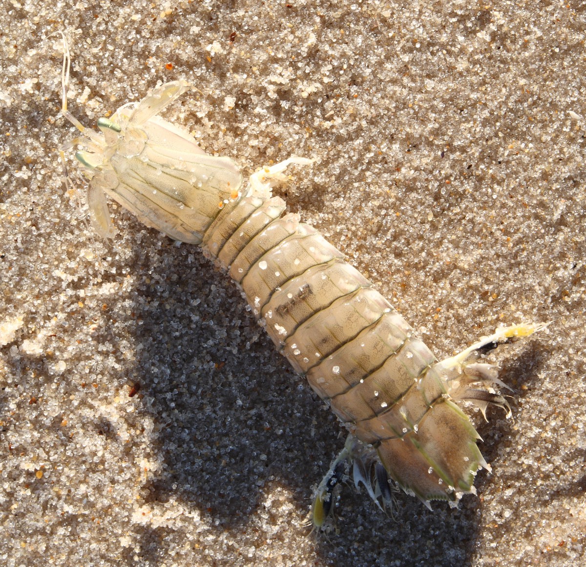 Crustaceans - ML646765156