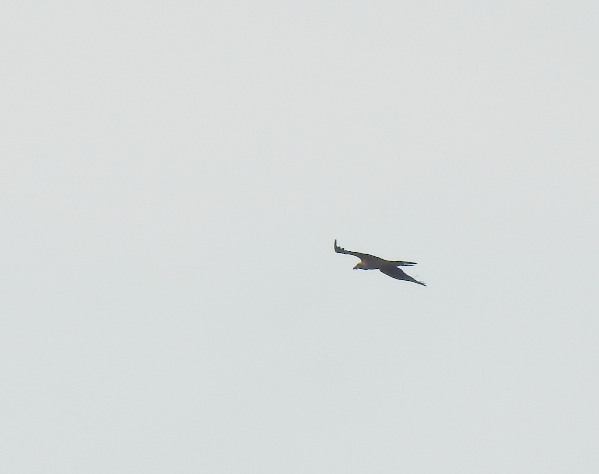 Бородач - ML646765161