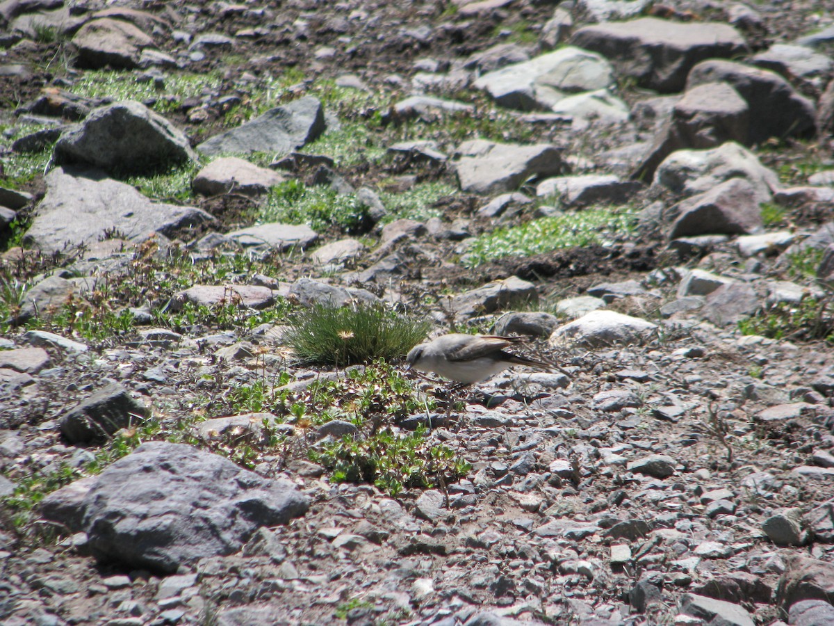 Cinereous Ground-Tyrant - ML646765162