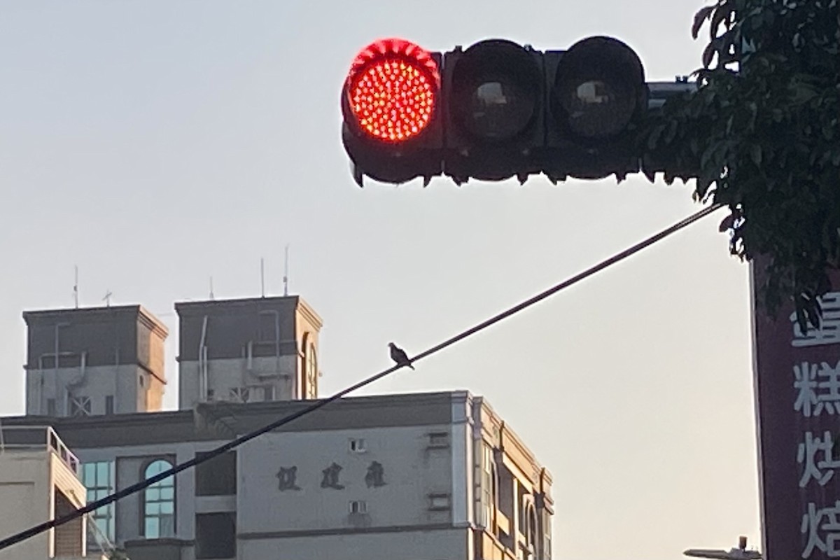 Горлиця короткохвоста - ML646765163