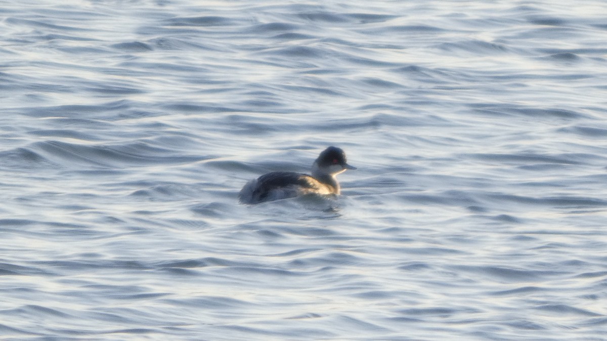 svarthalsdykker - ML646765164