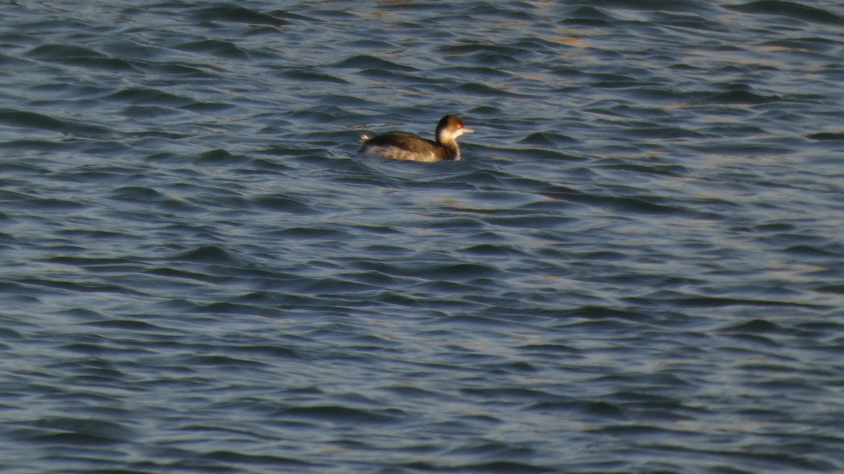 svarthalsdykker - ML646765169