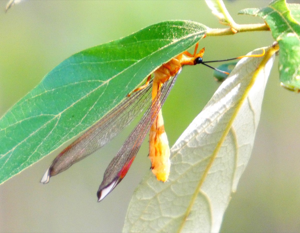 Blue Eyes Lacewing - ML646765172