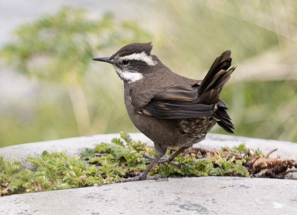 Boz Karınlı Sinklot - ML646765173