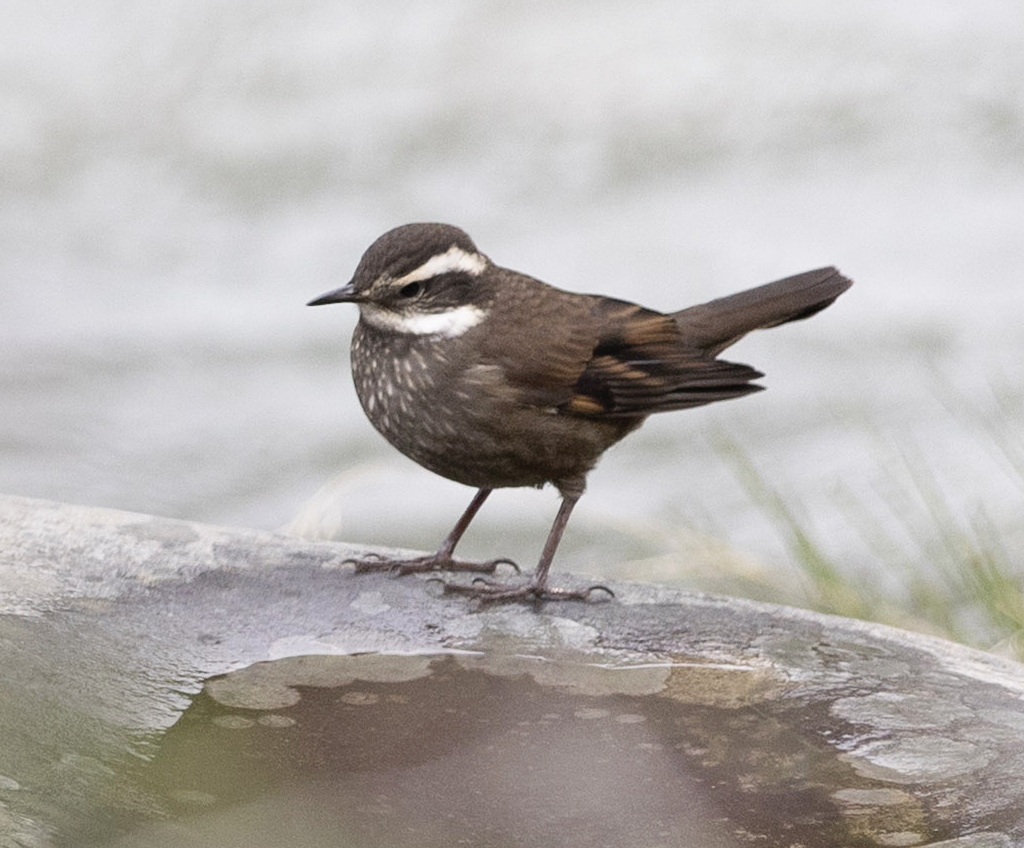 Boz Karınlı Sinklot - ML646765174