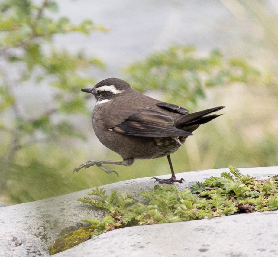 Boz Karınlı Sinklot - ML646765176