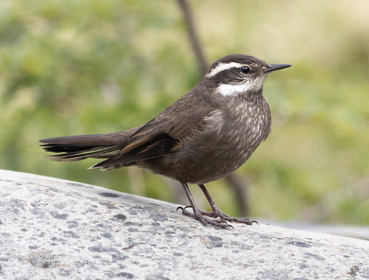 Boz Karınlı Sinklot - ML646765177