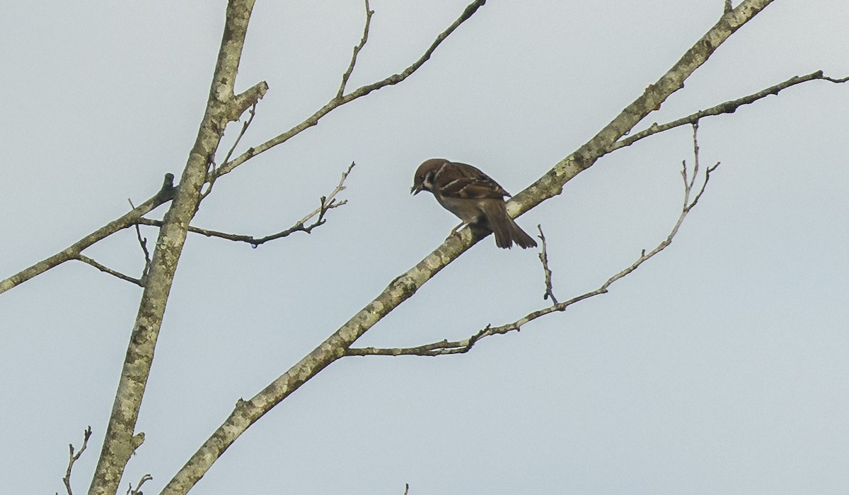 Gorrión Molinero - ML646765178