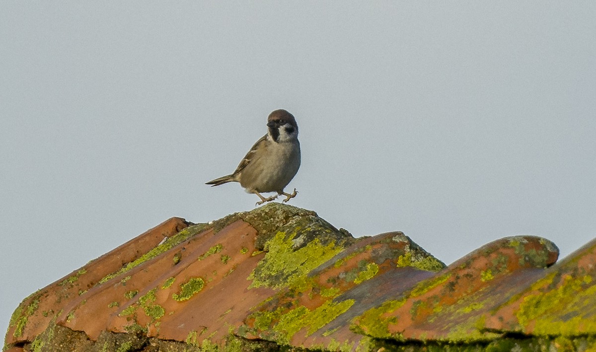 Gorrión Molinero - ML646765182