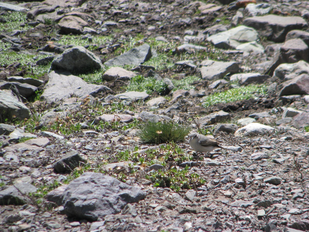 Cinereous Ground-Tyrant - ML646765183