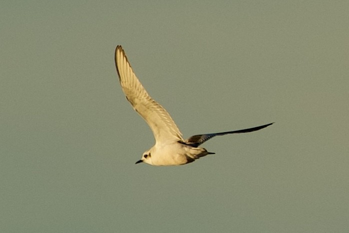 Little Gull - ML646765184