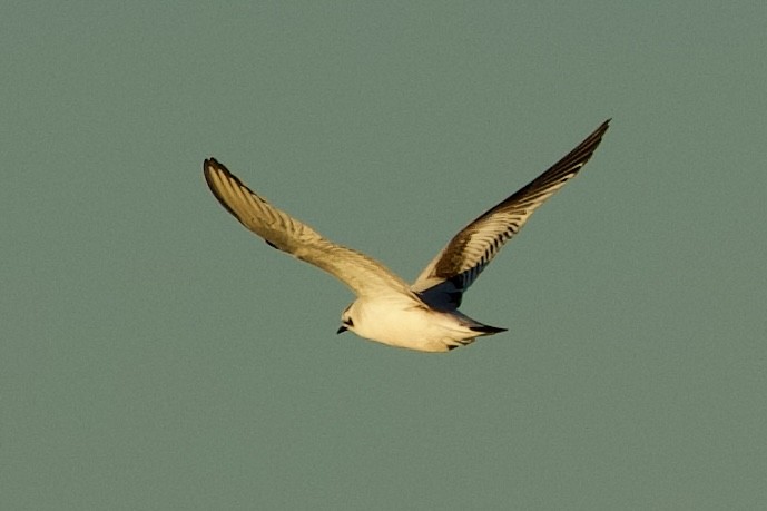 Little Gull - ML646765185