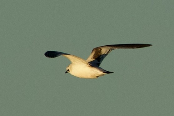 Little Gull - ML646765186