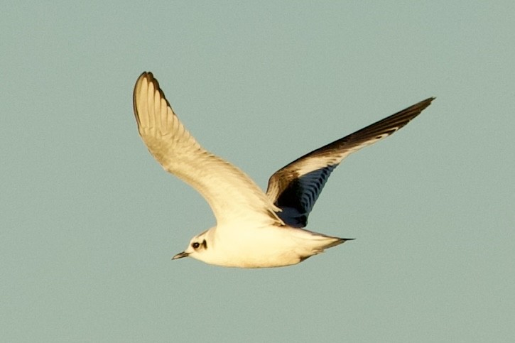Little Gull - ML646765187
