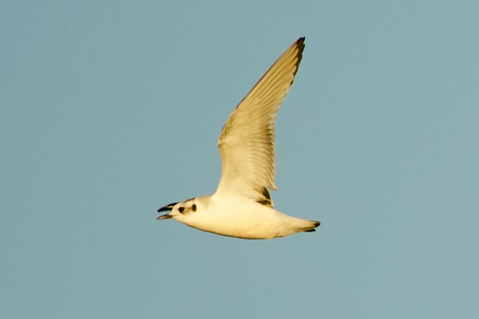 Little Gull - ML646765188