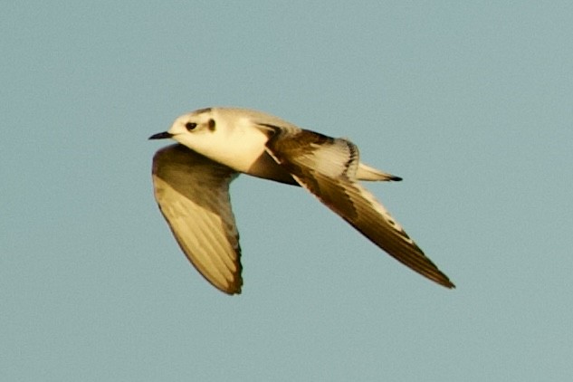 Little Gull - ML646765189