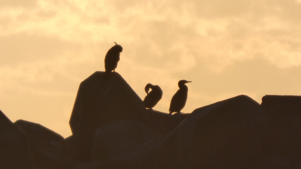 japanskarv - ML646765193