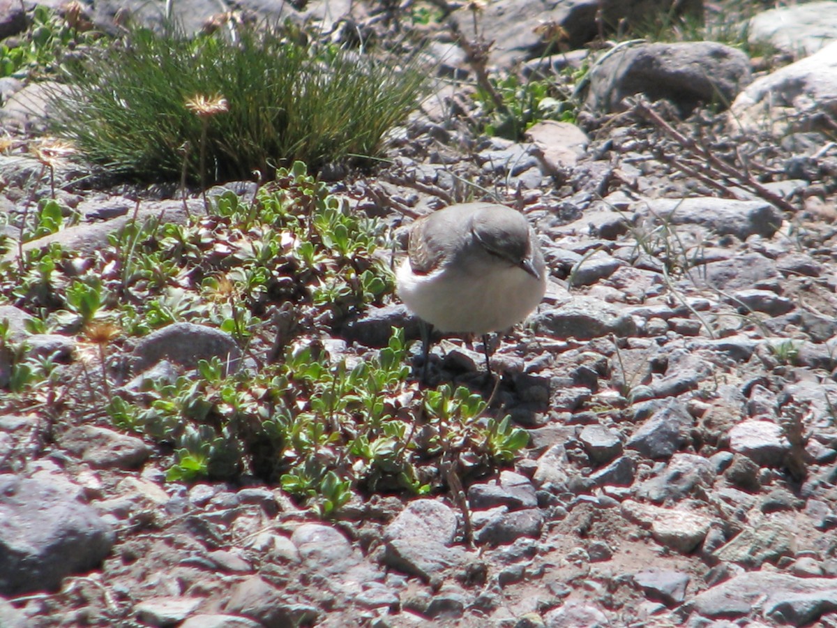 Cinereous Ground-Tyrant - ML646765194