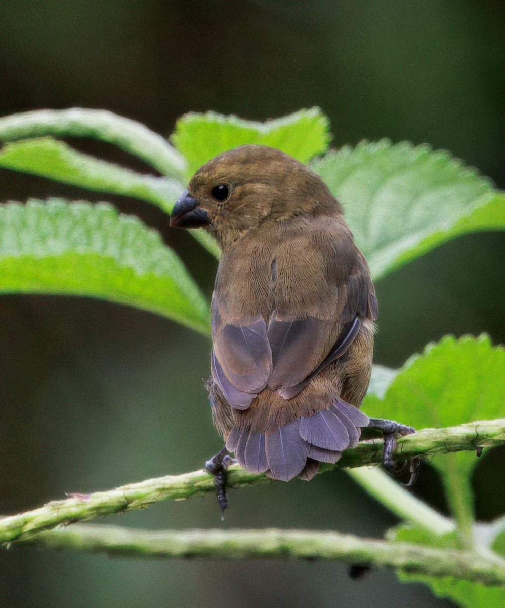 Variable Seedeater - ML646765196
