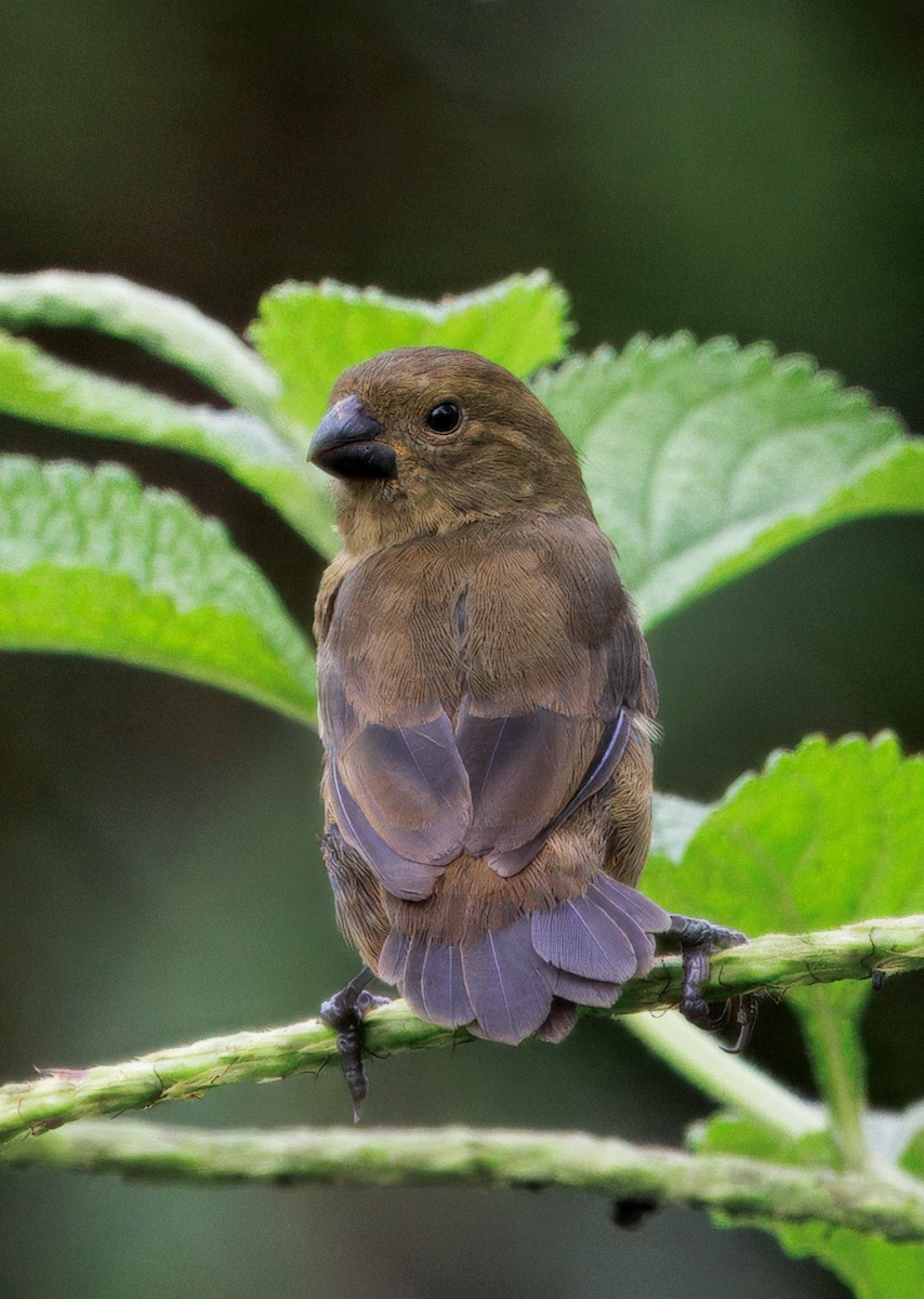 Variable Seedeater - ML646765197