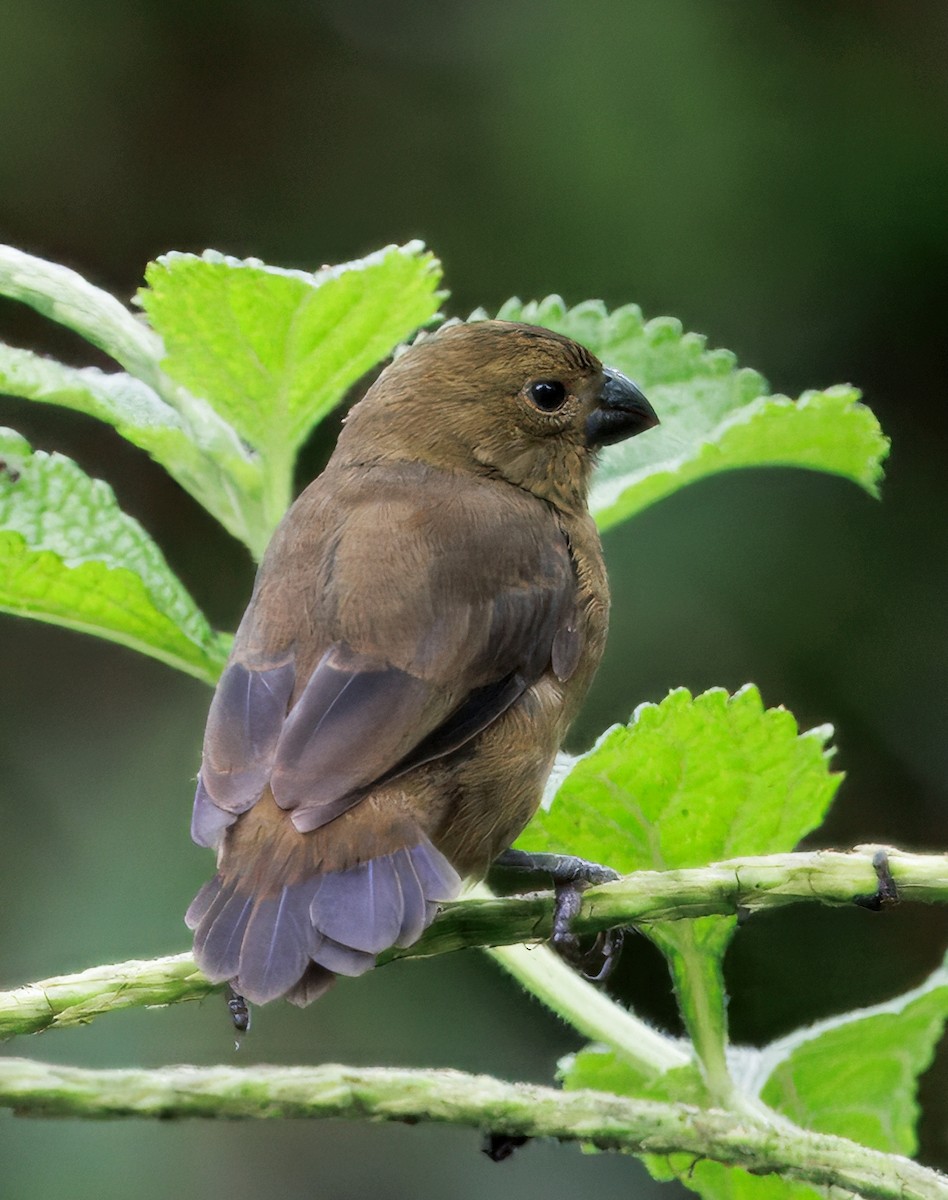 Variable Seedeater - ML646765198