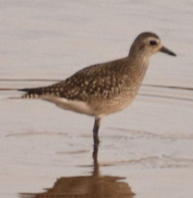 חופזי מנומר - ML646765199