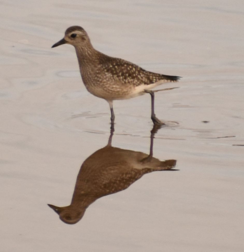 חופזי מנומר - ML646765200