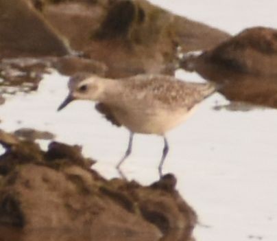 חופזי מנומר - ML646765201