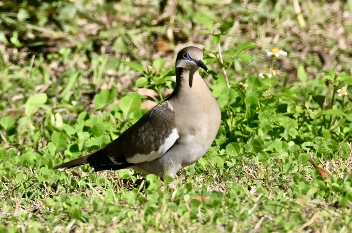 hrdlička bělavokřídlá - ML646765216