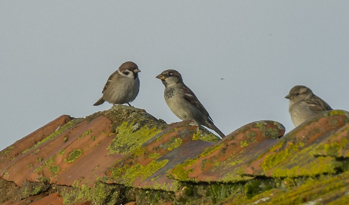 Gorrión Molinero - ML646765217