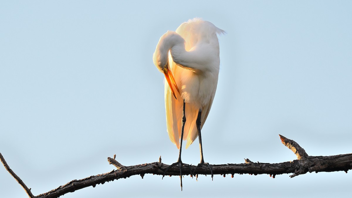 Большая белая цапля - ML646765218