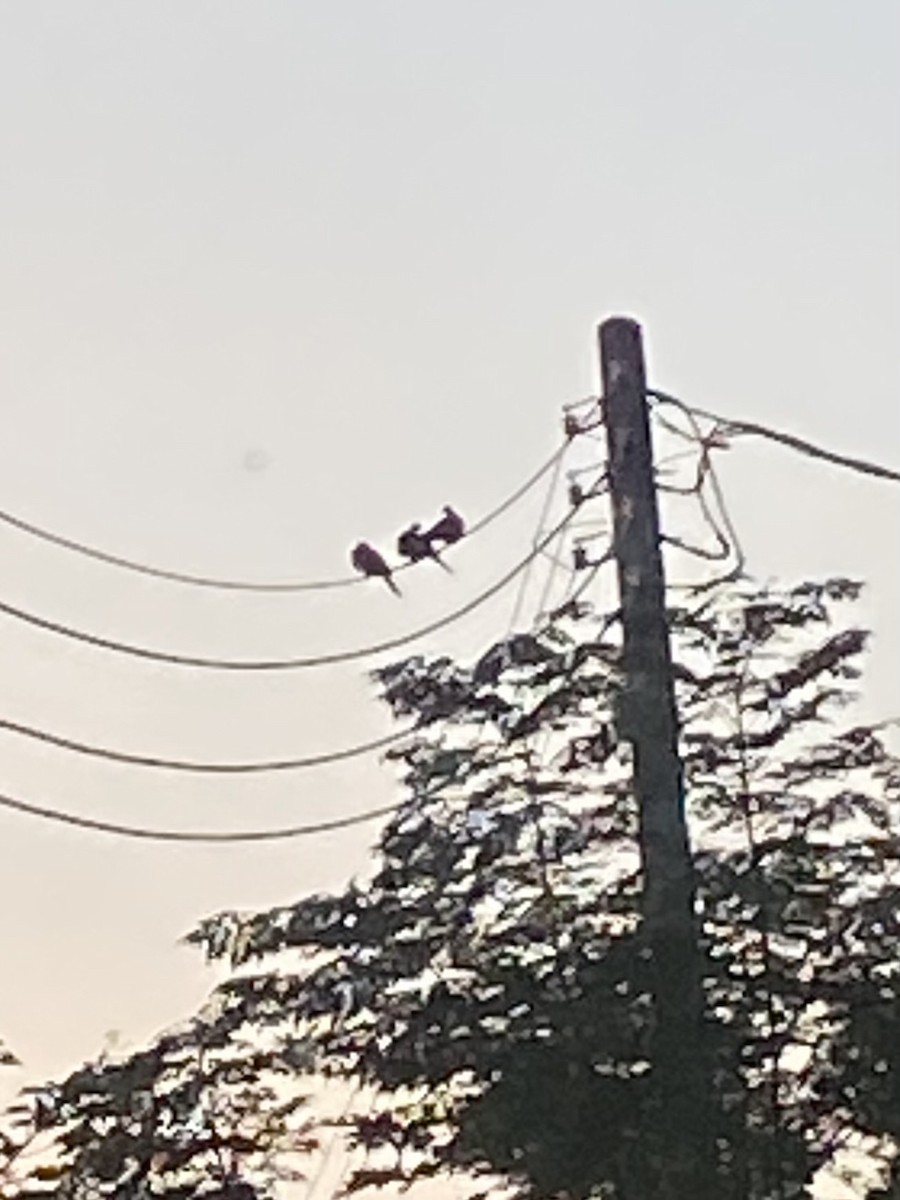 Горлиця китайська - ML646765219