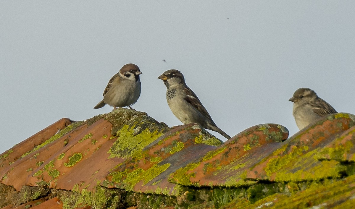 Gorrión Molinero - ML646765223
