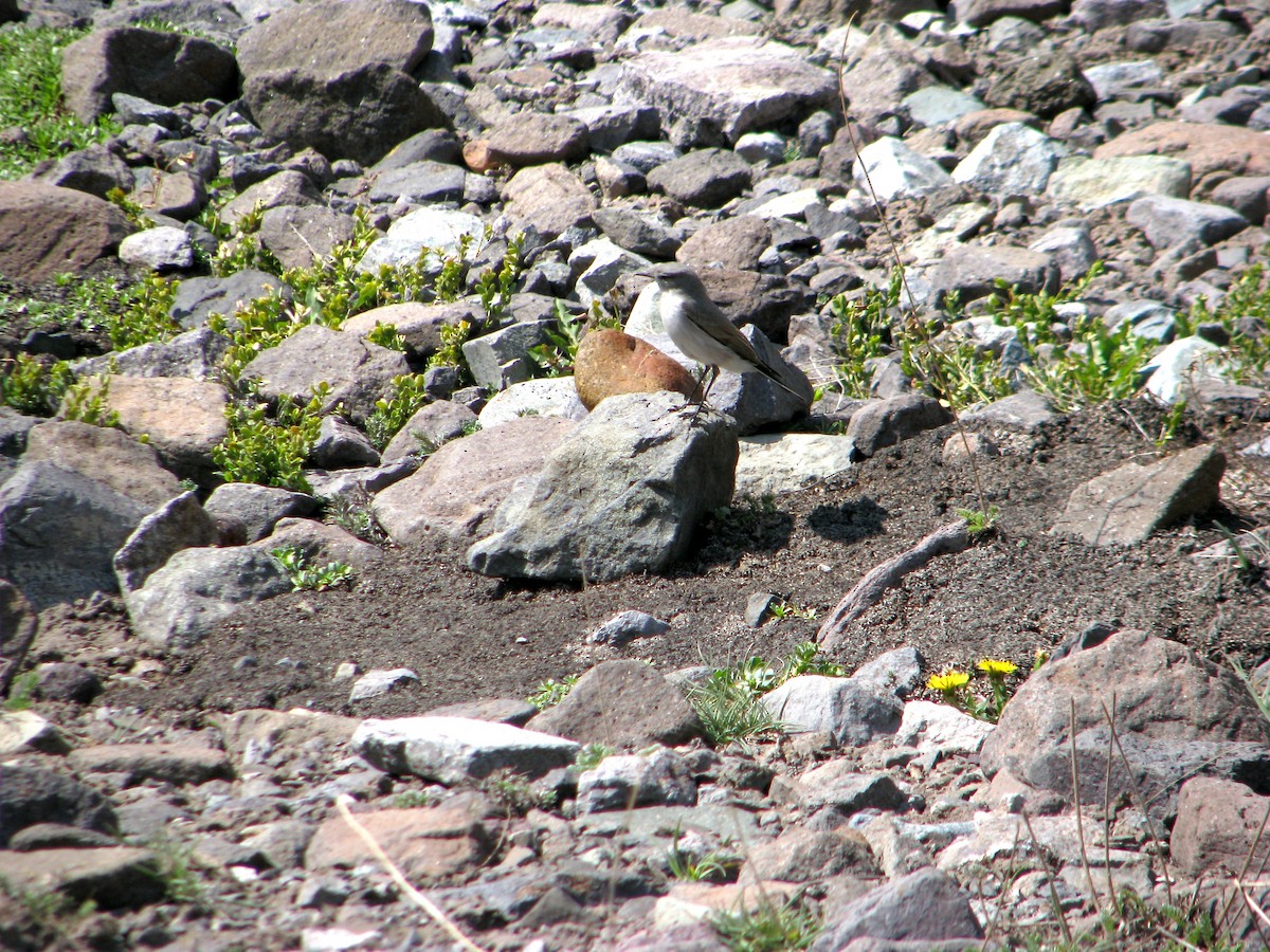 Cinereous Ground-Tyrant - ML646765224