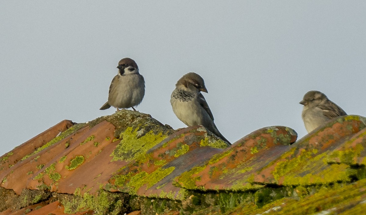 Gorrión Molinero - ML646765227