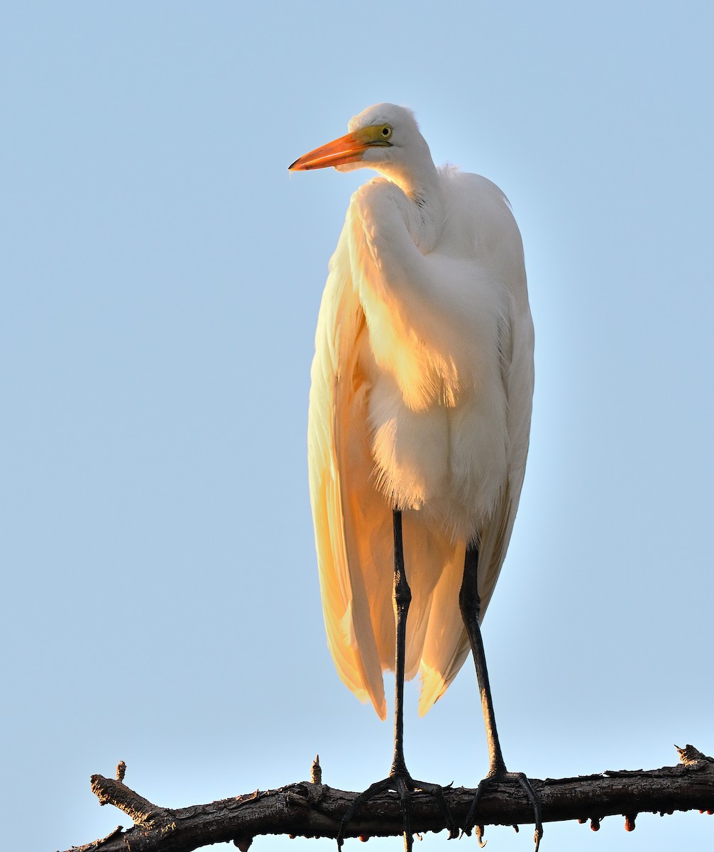 Большая белая цапля - ML646765228