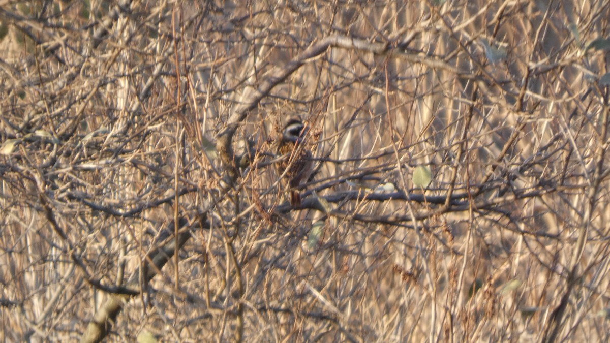 engspurv - ML646765230