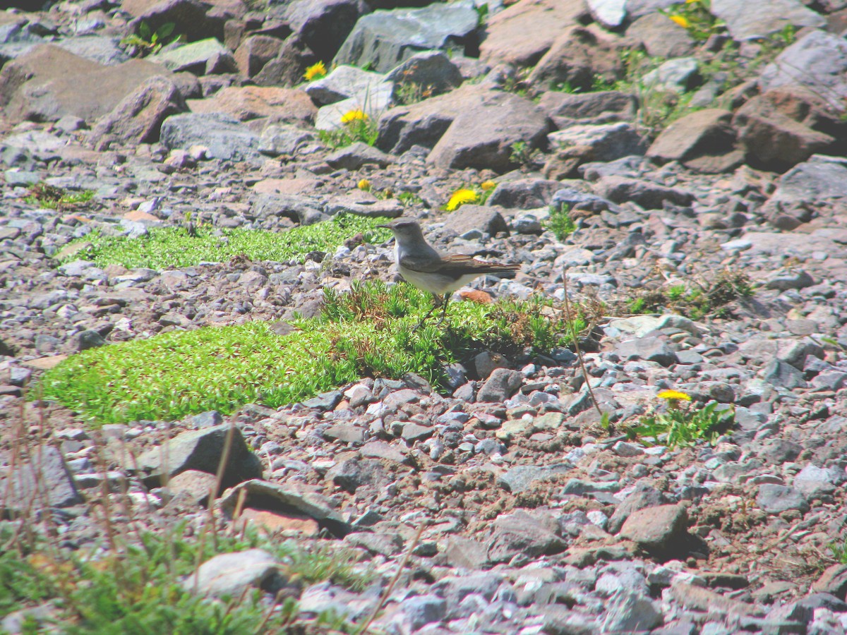 Cinereous Ground-Tyrant - ML646765233