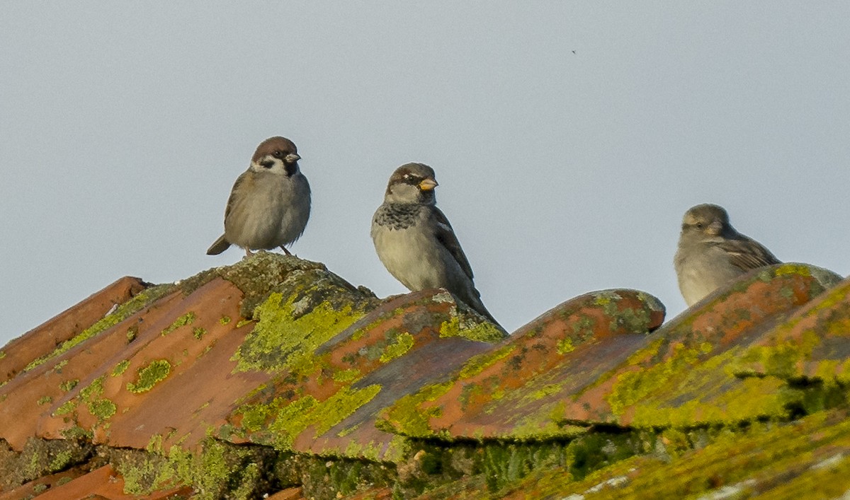 Gorrión Molinero - ML646765234