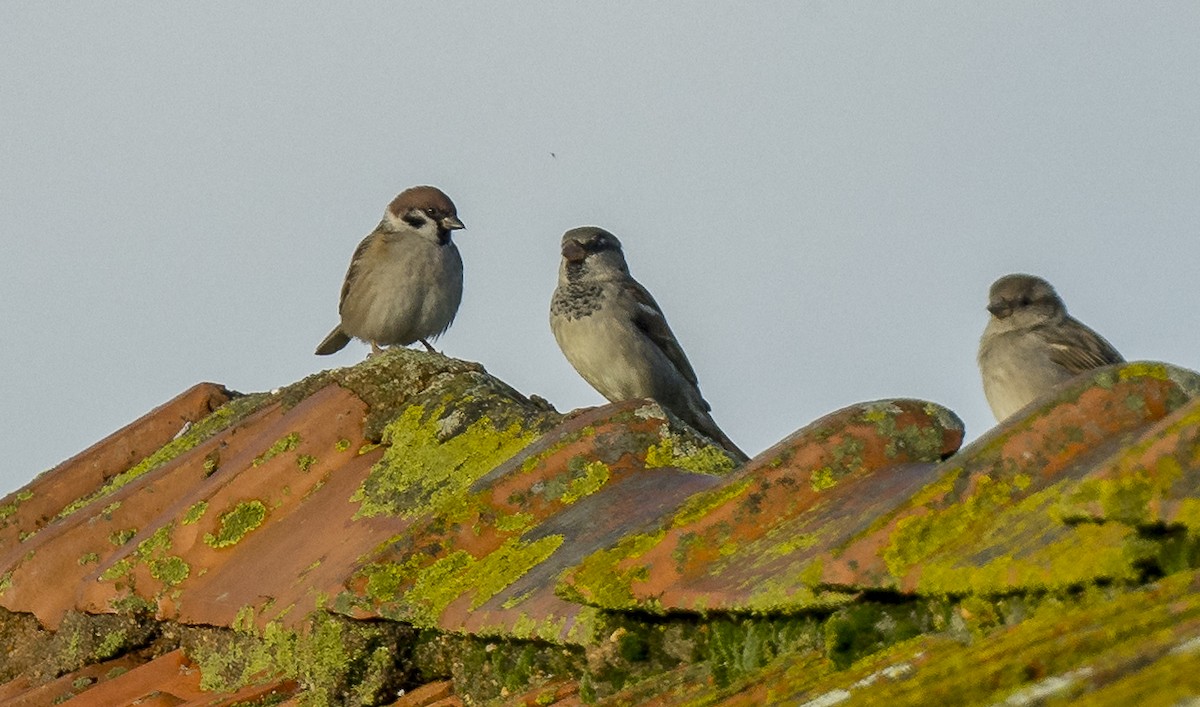 Gorrión Molinero - ML646765236
