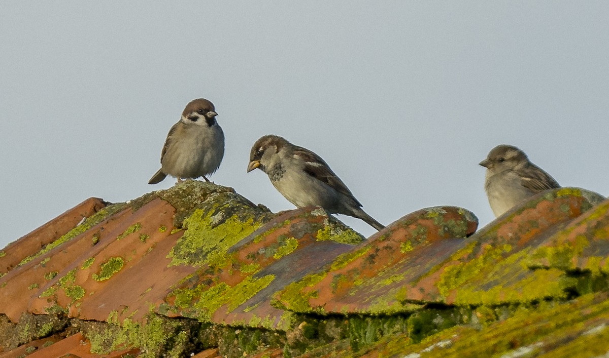 Gorrión Molinero - ML646765240