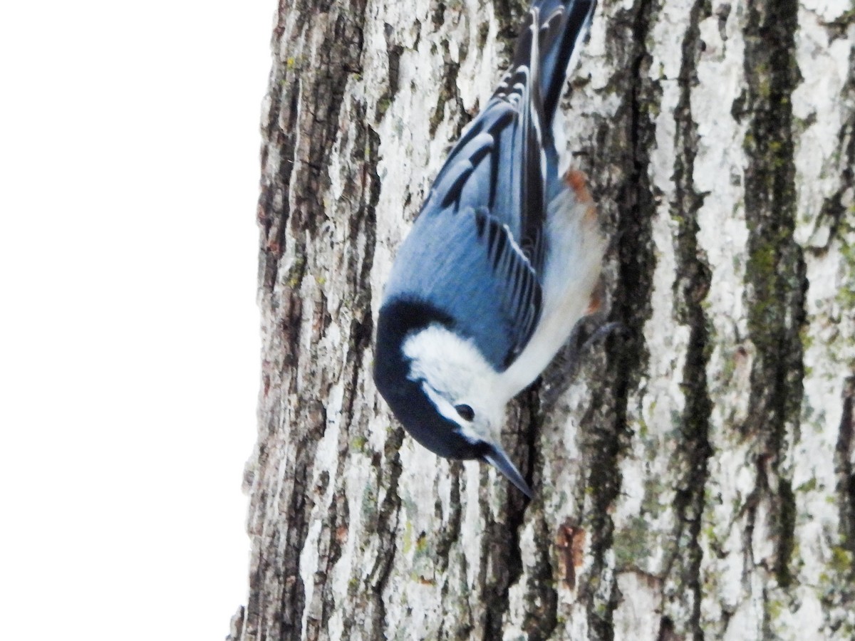 Sittelle à poitrine blanche - ML646765242