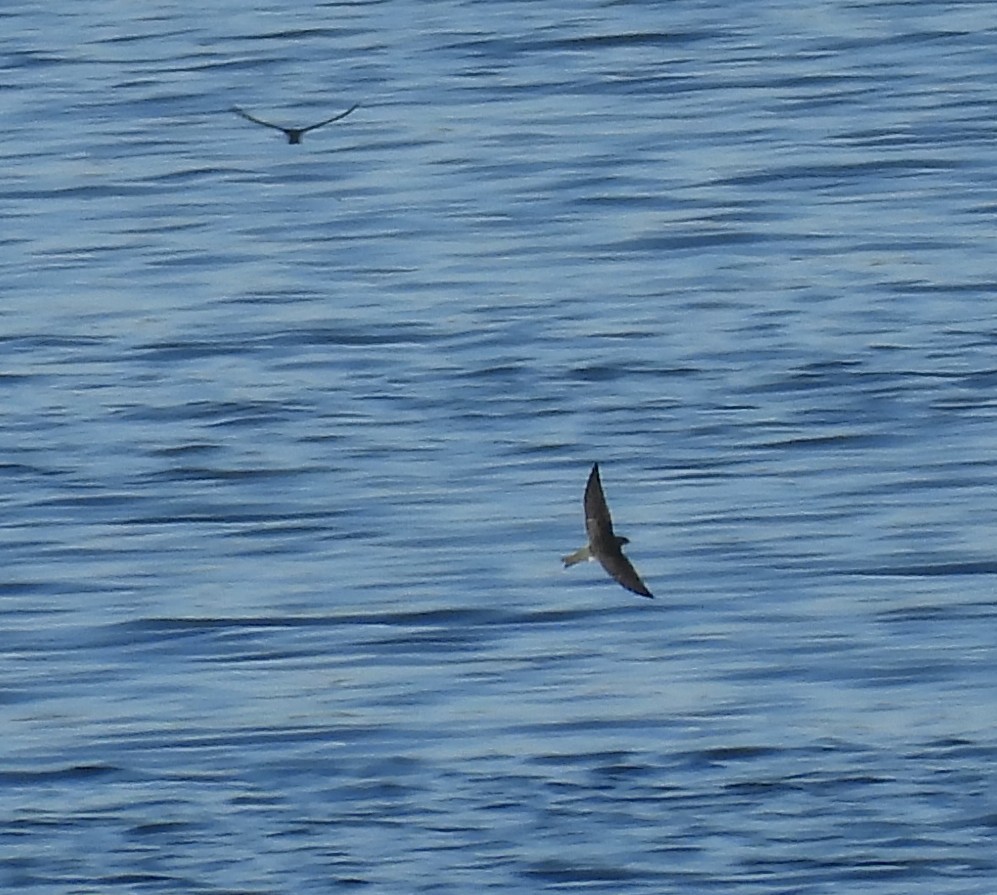 Tree Swallow - ML646765243