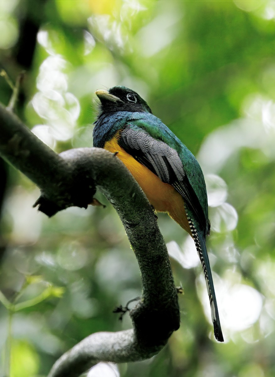 Graceful Black-throated Trogon - ML646765248
