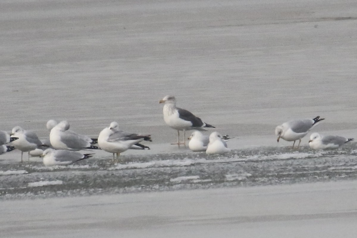 Lesser Black-backed Gull - ML646765250