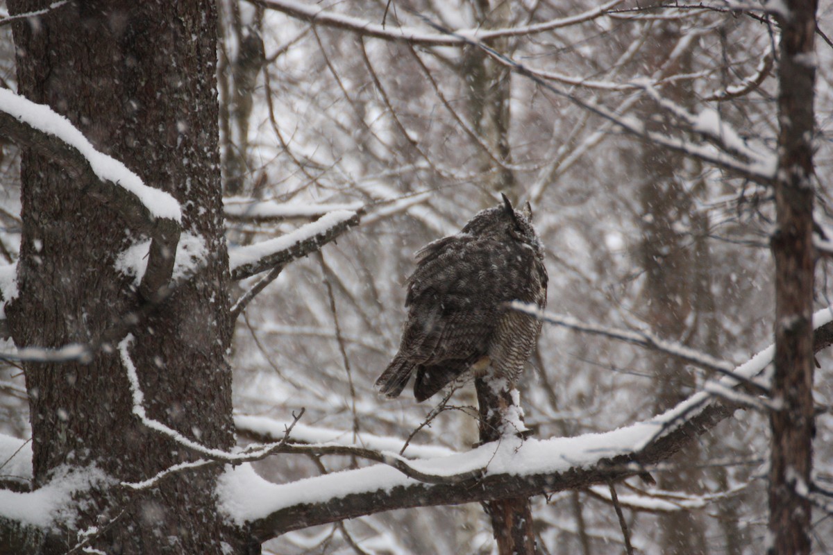 Great Horned Owl - ML646765252