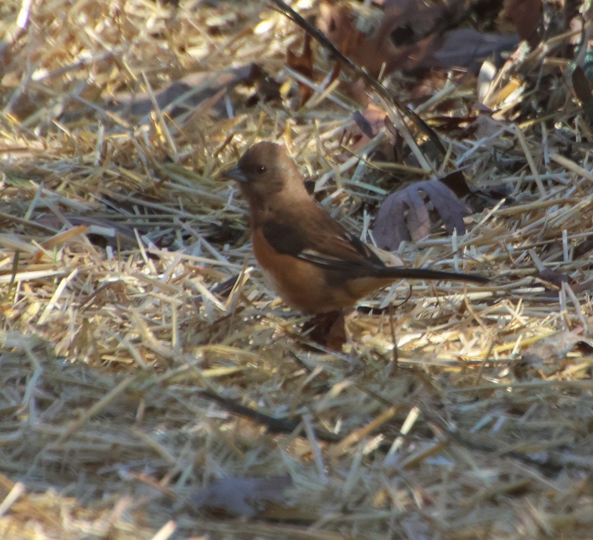 טואי אדום-עין - ML646765262