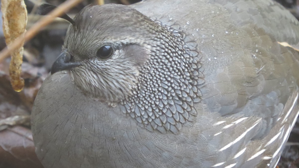 California Quail - ML646765263