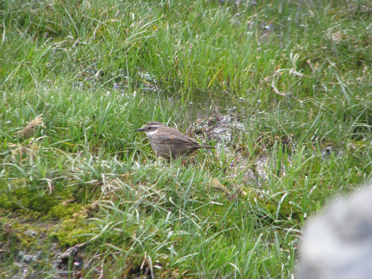 Gray-flanked Cinclodes - ML646765264